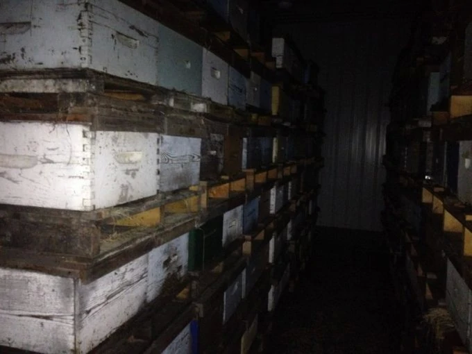 Файл:Фото ульев вблизи, на Уровне 2.2..webp